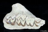 Oreodont Jaw Section #2868-1